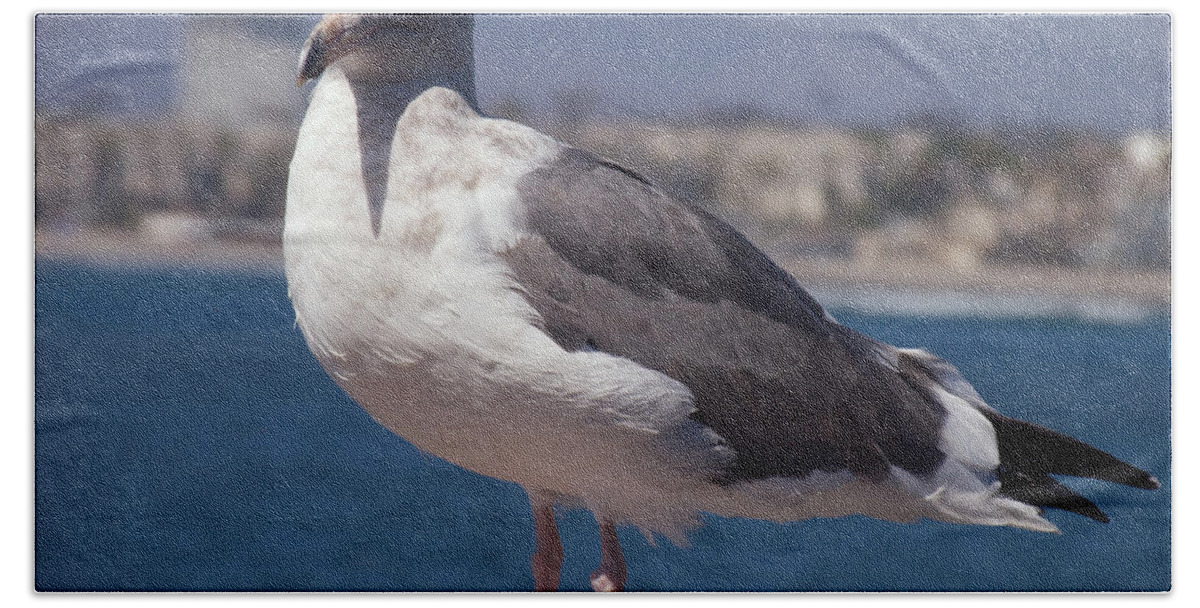 Seagull Beach Towel featuring the photograph Waterfowl Model by Richard J Cassato