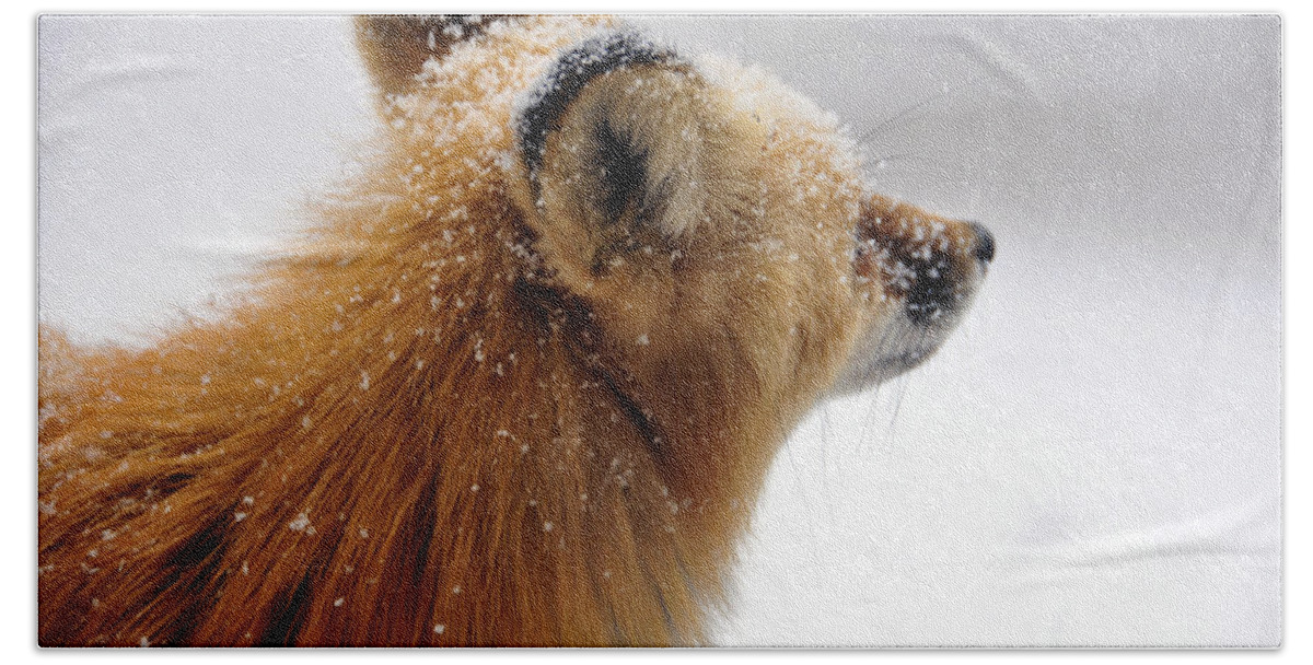 Red Fox Beach Towel featuring the photograph Fox in snow 3 by Matt Swinden