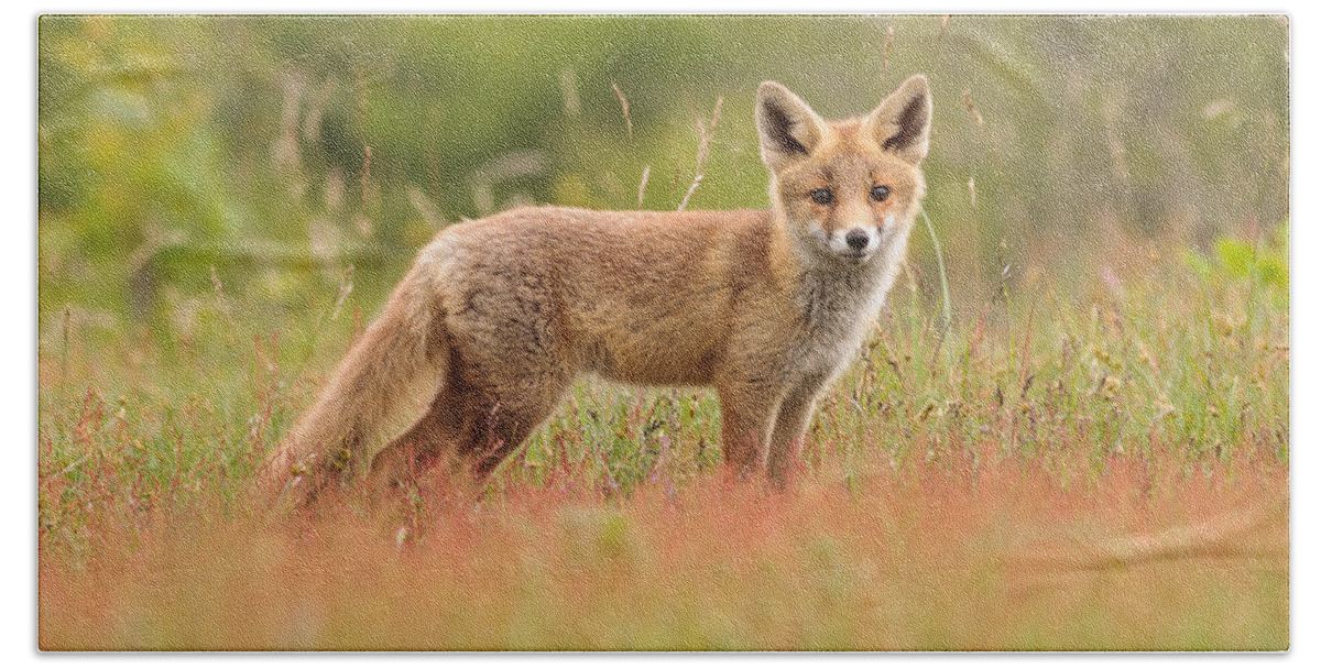 Afternoon Beach Towel featuring the photograph Fox Kit in a Field of Sorrel by Roeselien Raimond