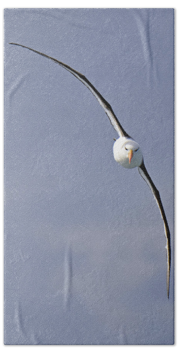 Black-browed Albatross Beach Towel featuring the photograph Free To Follow by Tony Beck