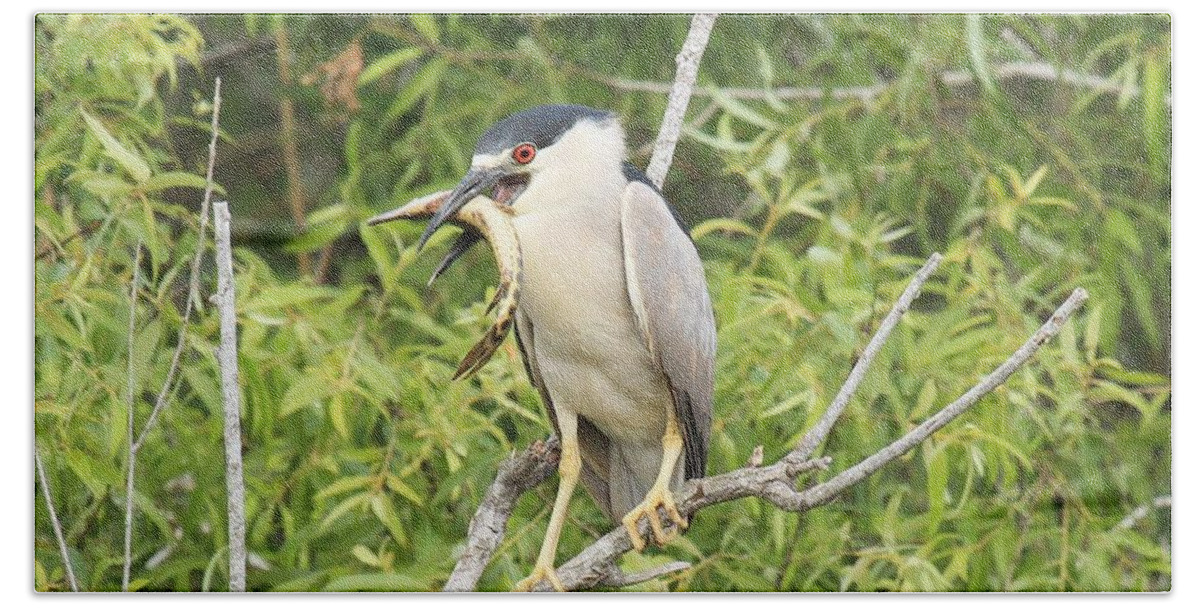 Black Crowned Night Heron Beach Towel featuring the photograph Fresh Fish Snack by Adam Jewell