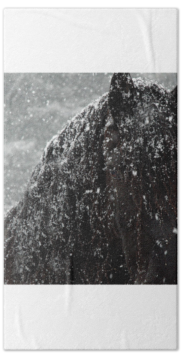 Horses Beach Towel featuring the photograph Friesian Snow by Fran J Scott