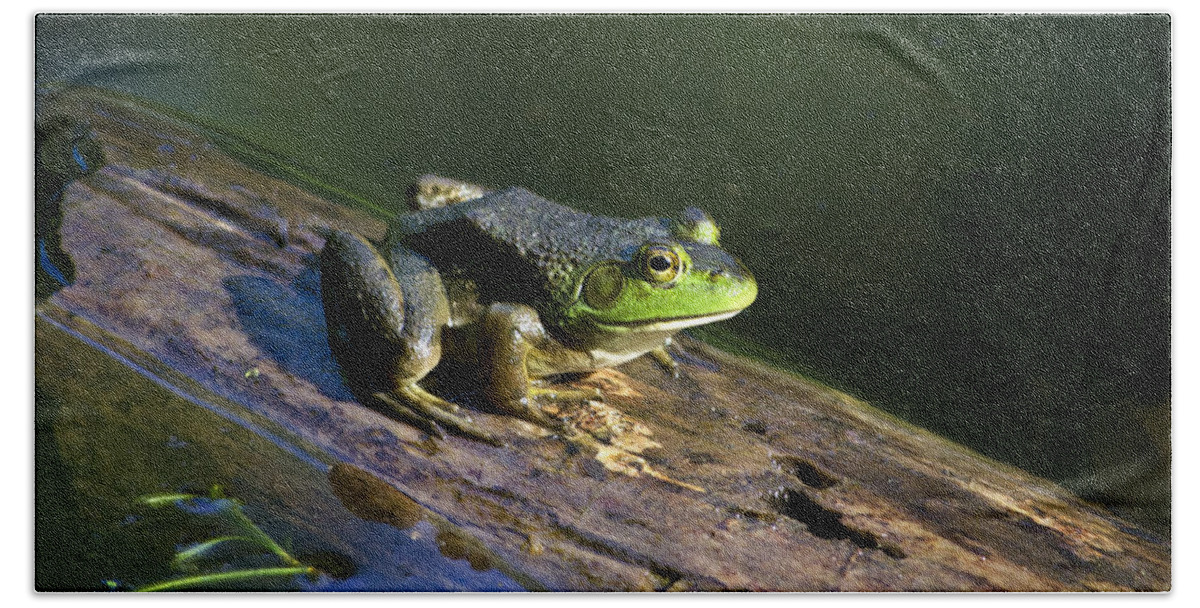 Bullfrog Beach Towel featuring the photograph Frog On A Log by Christina Rollo