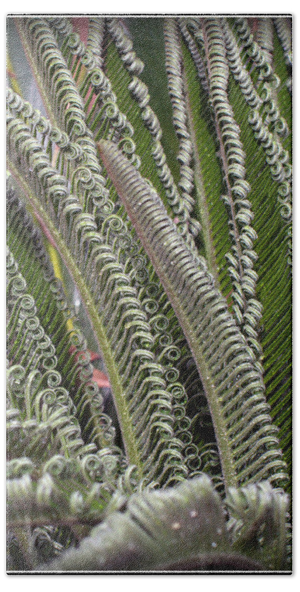 Sago Beach Towel featuring the photograph Fronds Gone Wild by Farol Tomson