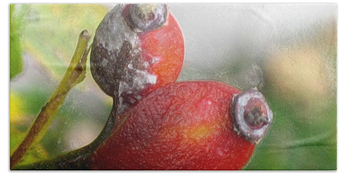 Frost Beach Sheet featuring the photograph Frosted Rosehips by Nina Silver