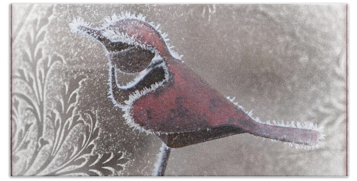 Cardinal Beach Sheet featuring the photograph Frosty Cardinal by Patti Deters