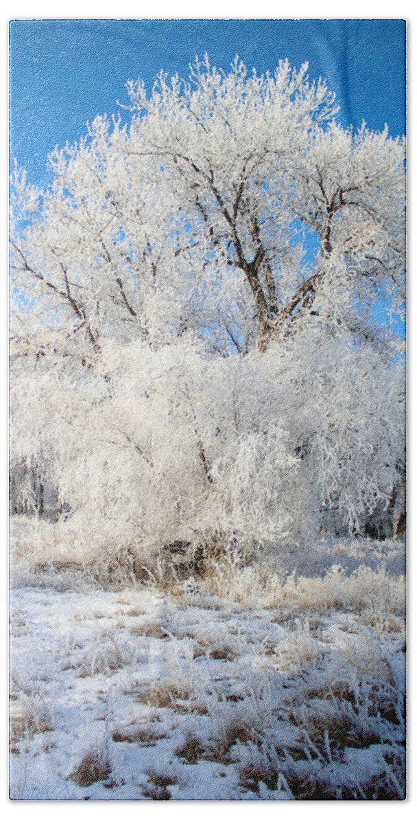 Frost Beach Towel featuring the photograph Frosty Morning by Shane Bechler