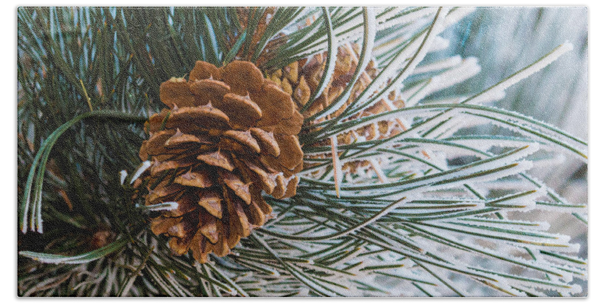 Christmas Beach Sheet featuring the photograph Frosty Pine Needles and Pine Cones by Dawn Key