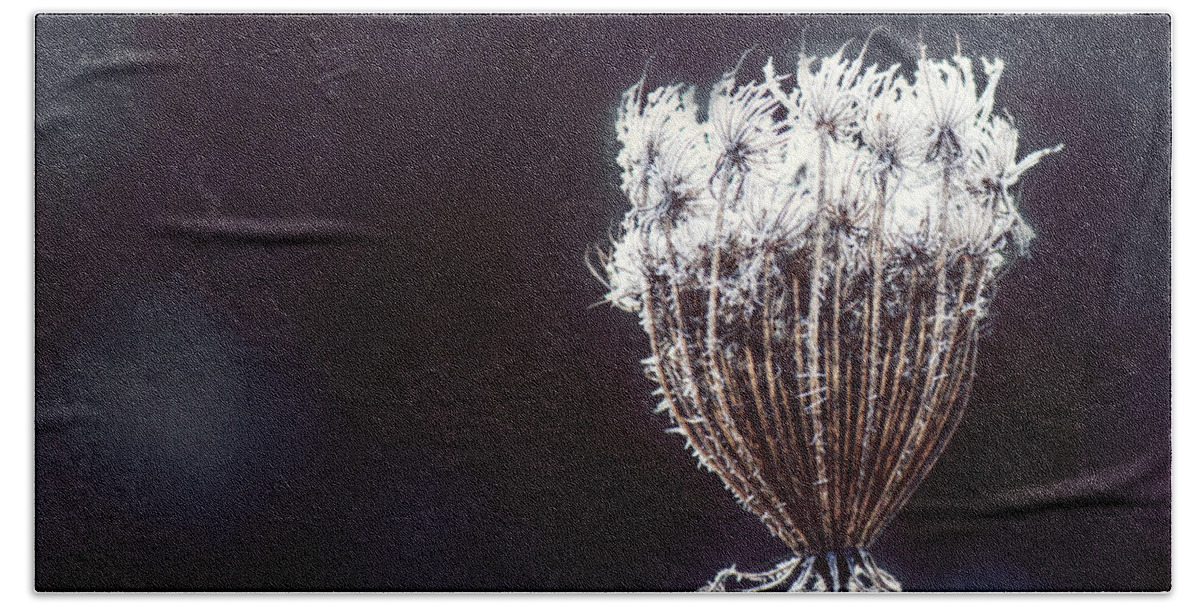 Queen Anne's Lace Beach Towel featuring the photograph Frozen Wisps by Melanie Lankford Photography