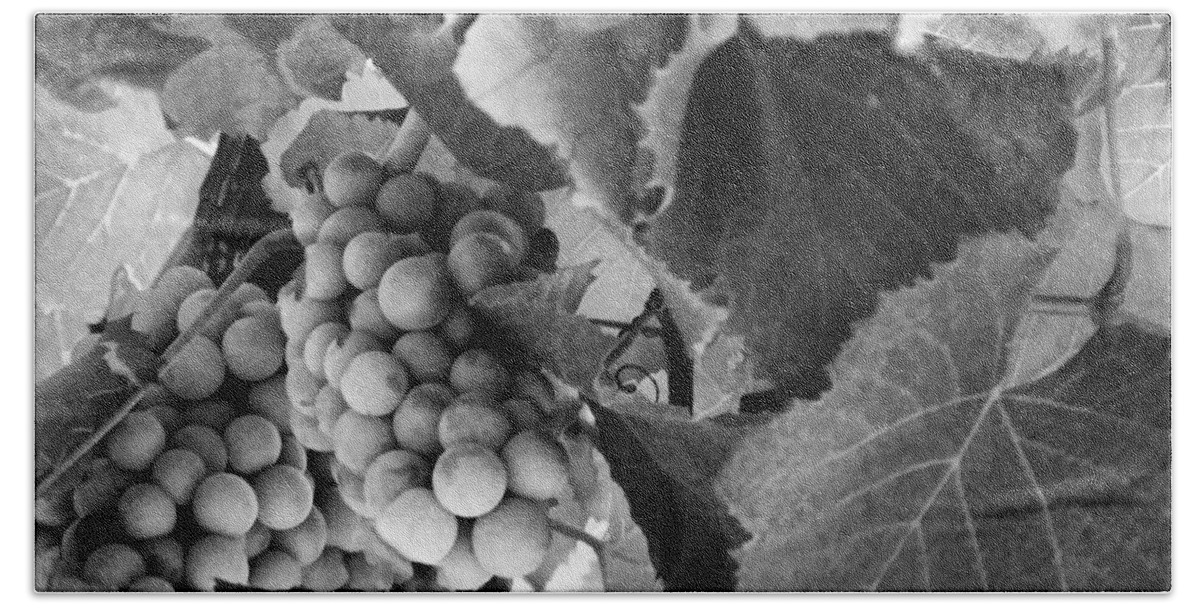Litchfield Illinois Beach Towel featuring the photograph Fruit -Grapes in Black and White - Luther Fine Art by Luther Fine Art