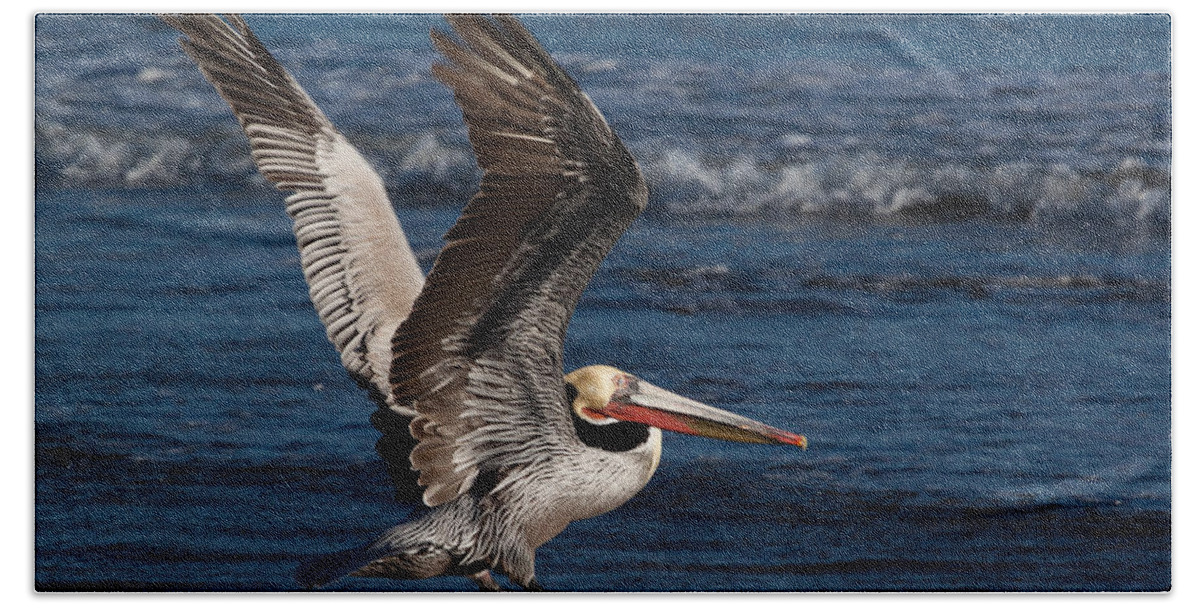 Pelican Beach Towel featuring the photograph Full Flap Takeoff by John Daly