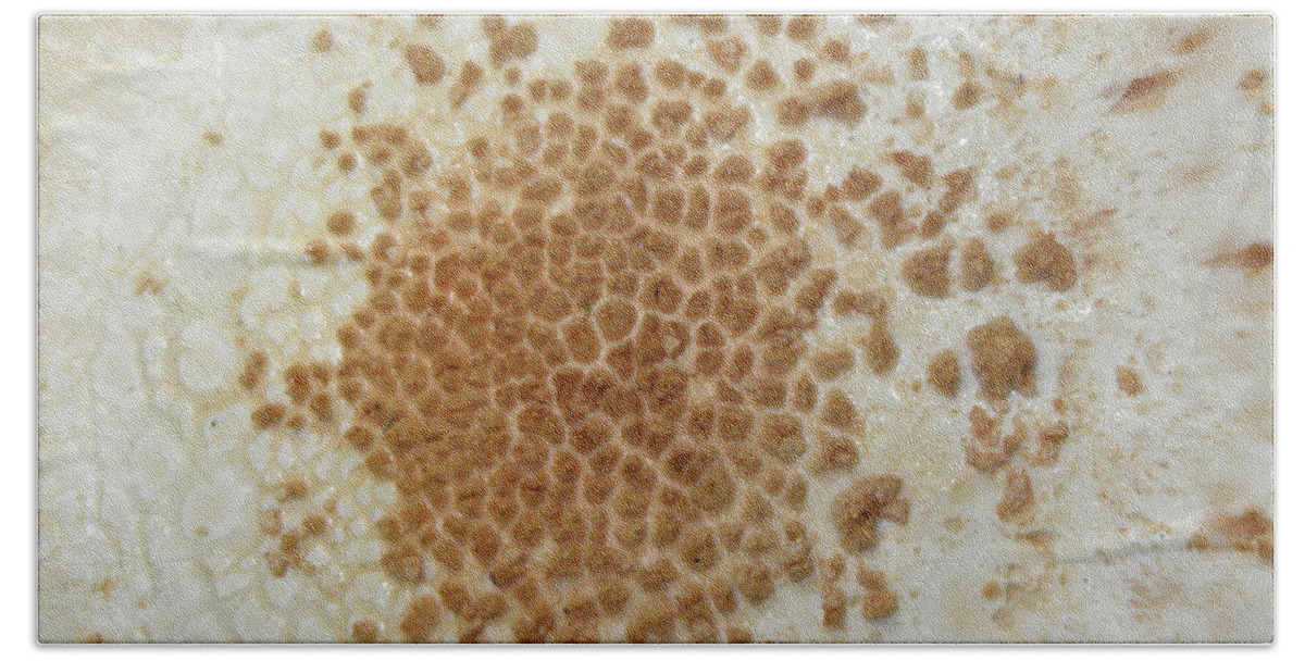 Mushroom Beach Towel featuring the photograph Fungi Dimensions by Kim Galluzzo