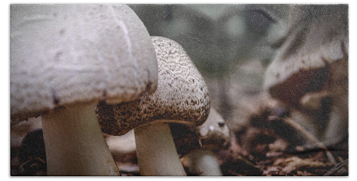 Mushrooms Beach Towel featuring the photograph Fungi Family by Rick Bartrand