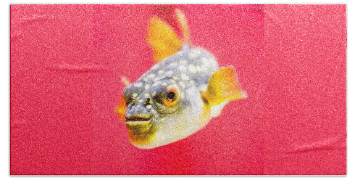 Pufferfish Beach Towel featuring the photograph Funny Fish by Aleck Cartwright