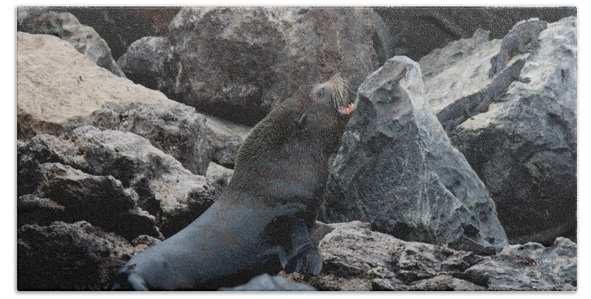Galapagos Islands Beach Towel featuring the photograph Galapagos Fur Seal by David Beebe