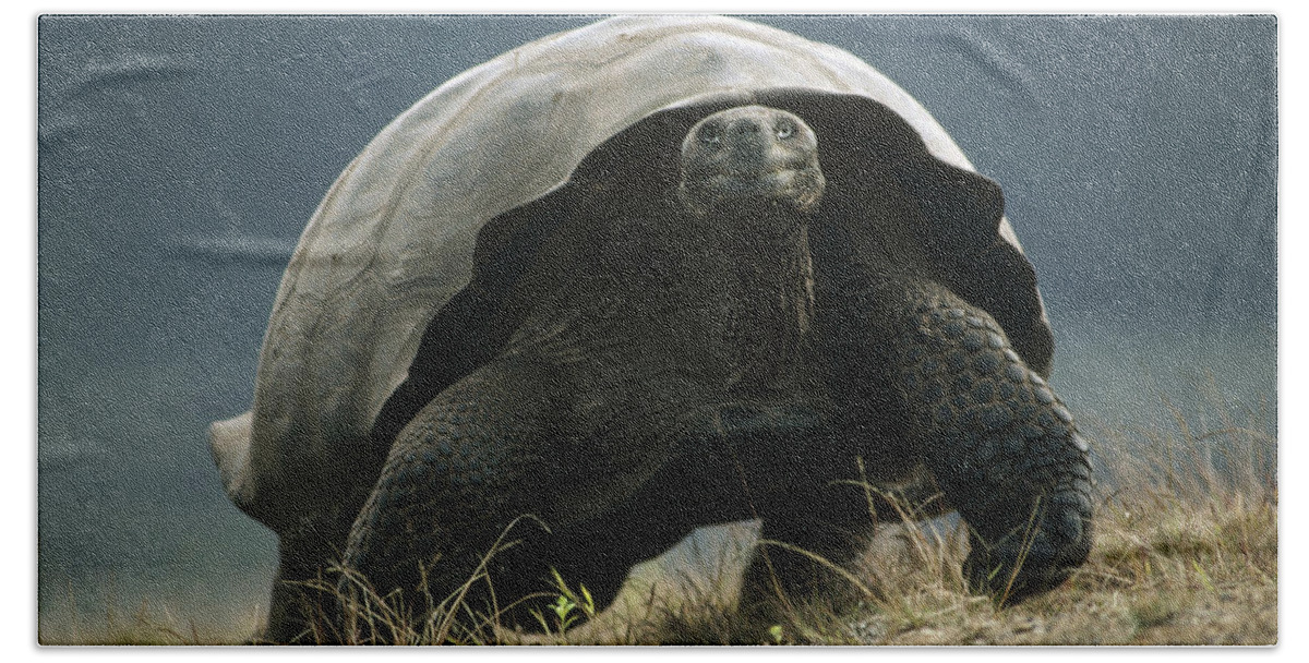 Feb0514 Beach Towel featuring the photograph Galapagos Giant Tortoise Smiling Alcedo by Tui De Roy