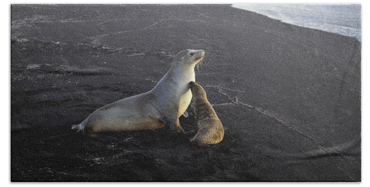 Feb0514 Beach Towel featuring the photograph Galapagos Sea Lion And Pup Galapagos by Tui De Roy