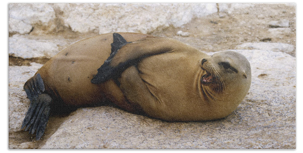 Feb0514 Beach Towel featuring the photograph Galapagos Sea Lion Calling by Konrad Wothe