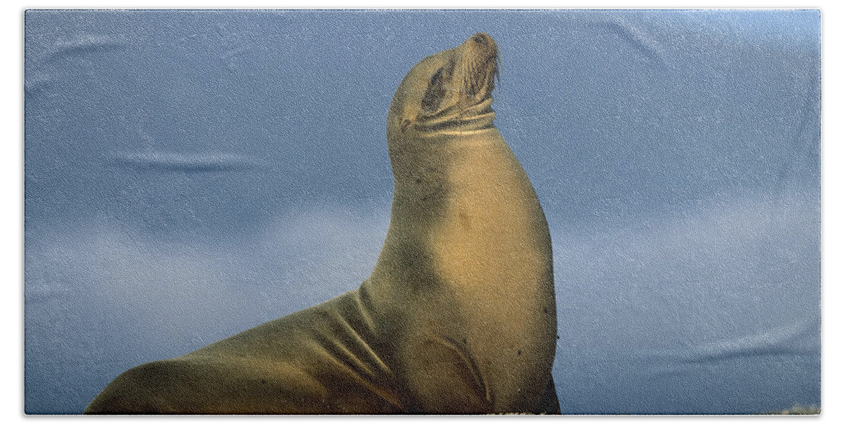 Feb0514 Beach Towel featuring the photograph Galapagos Sea Lion Sunning Galapagos by Tui De Roy
