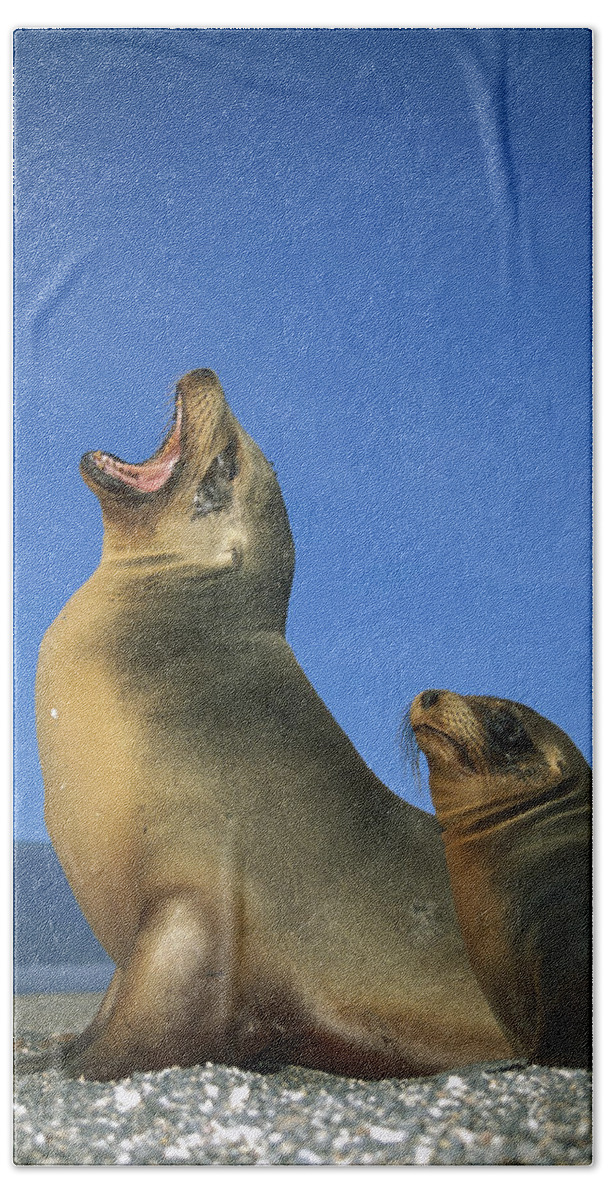 Feb0514 Beach Towel featuring the photograph Galapagos Sea Lion With Yearling by Tui De Roy