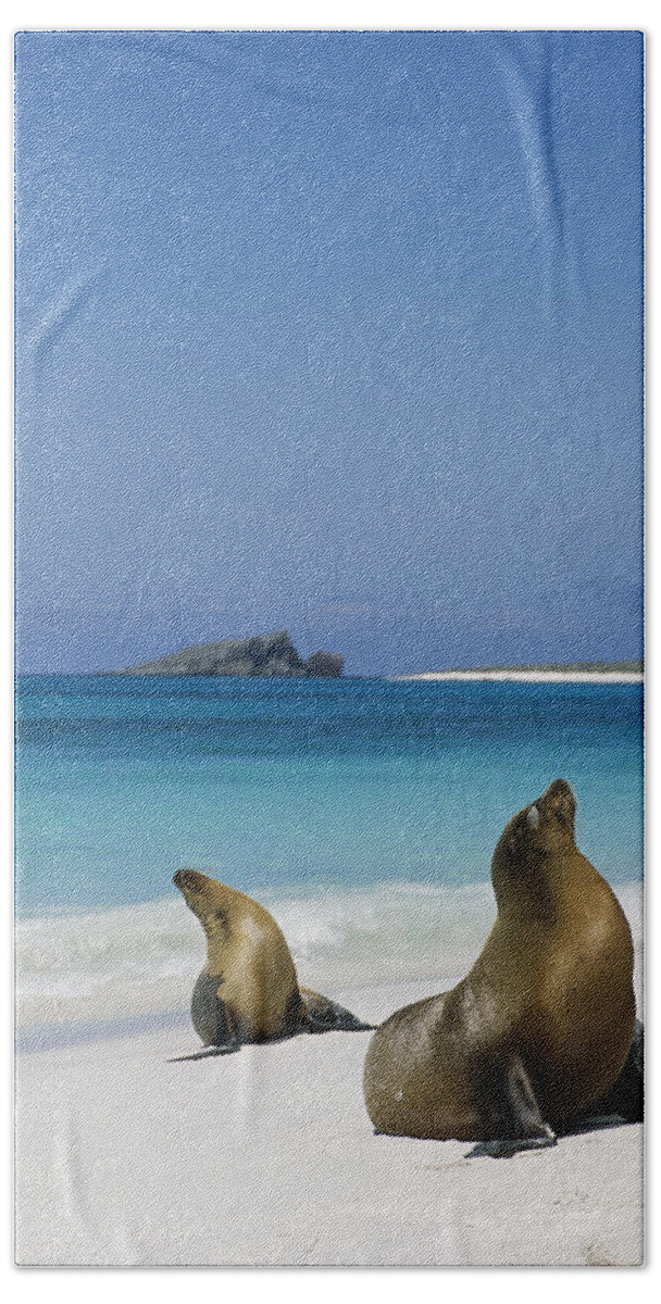 Feb0514 Beach Towel featuring the photograph Galapagos Sea Lions On Beach Galapagos by Tui De Roy