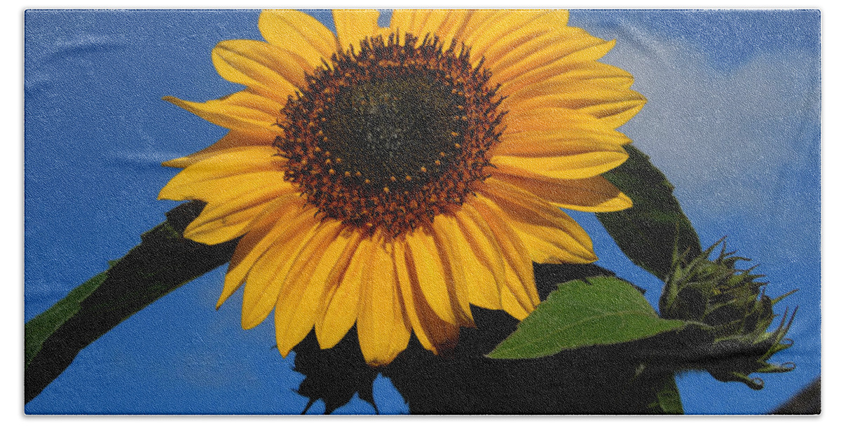 Colette Beach Towel featuring the photograph Garden Sunflower October by Colette V Hera Guggenheim