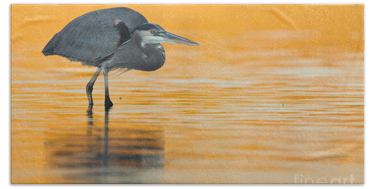 Great Blue Heron Beach Towel featuring the photograph Great Blue Heron in orange water by Bryan Keil