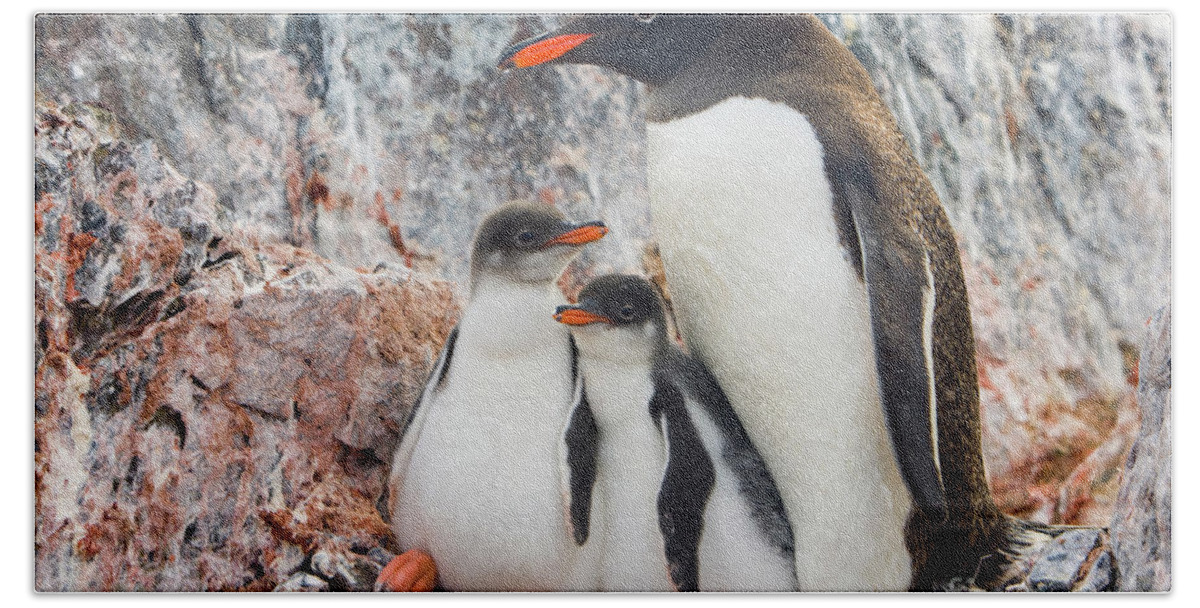 00345581 Beach Towel featuring the photograph Gentoo Penguin Family on Booth Isl by Yva Momatiuk and John Eastcott