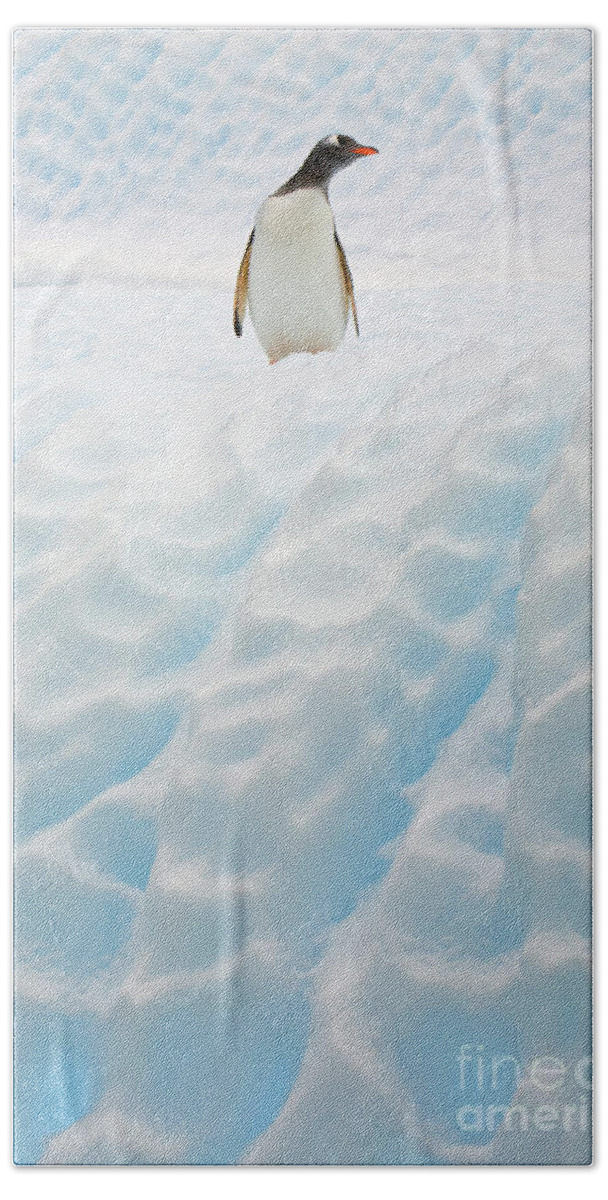 00345883 Beach Towel featuring the photograph Gentoo Penguin On Blue Iceberg by Yva Momatiuk John Eastcott