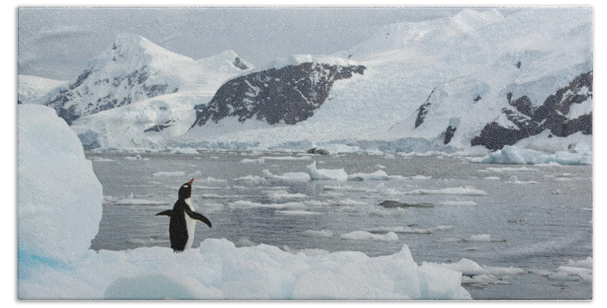 534762 Beach Towel featuring the photograph Gentoo Penguin On Ice Floe Antarctica by Kevin Schafer