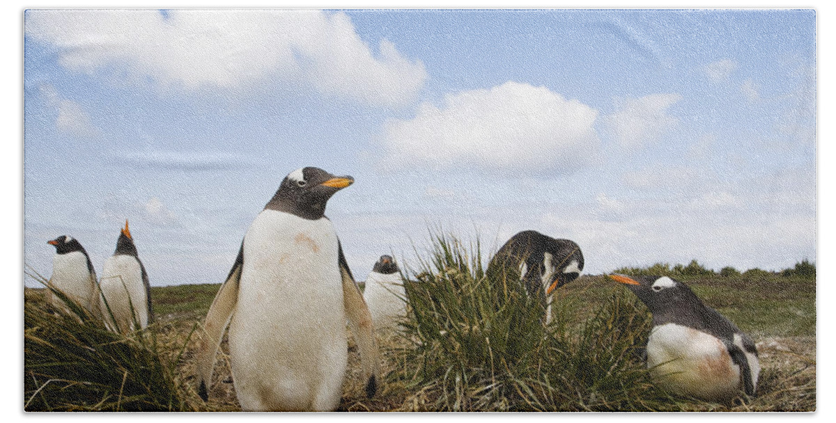 Flpa Beach Towel featuring the photograph Gentoo Penguins Sea Lion Isl Falklands by Dickie Duckett