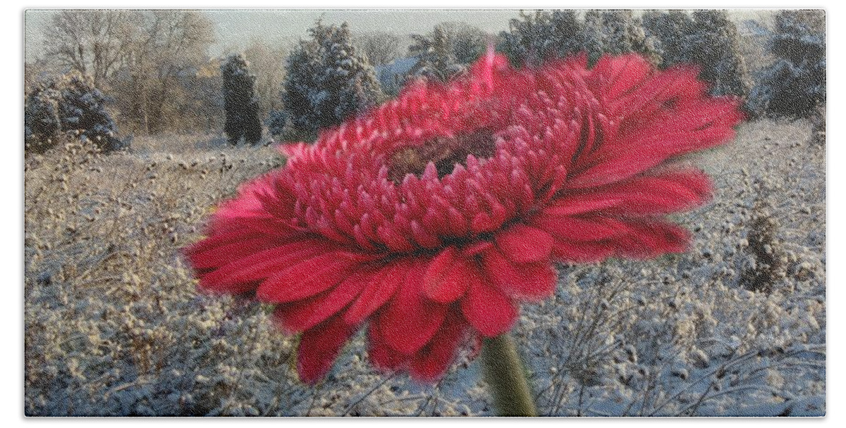 Snow Beach Towel featuring the photograph Gerbera Daisy In The Snow by Trish Tritz