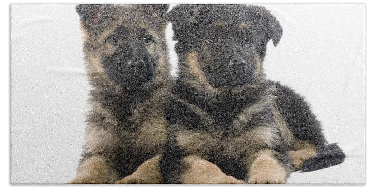 Dog Beach Towel featuring the photograph German Shepherd Puppies by Jean-Michel Labat