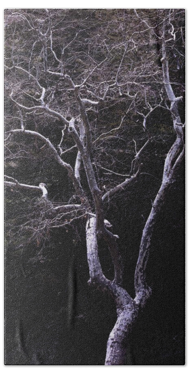 Landscape Beach Towel featuring the photograph Ghost Tree by Kae Cheatham