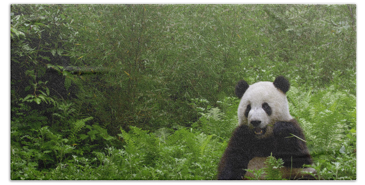 Feb0514 Beach Towel featuring the photograph Giant Panda Near Bamboo Wolong China by Pete Oxford