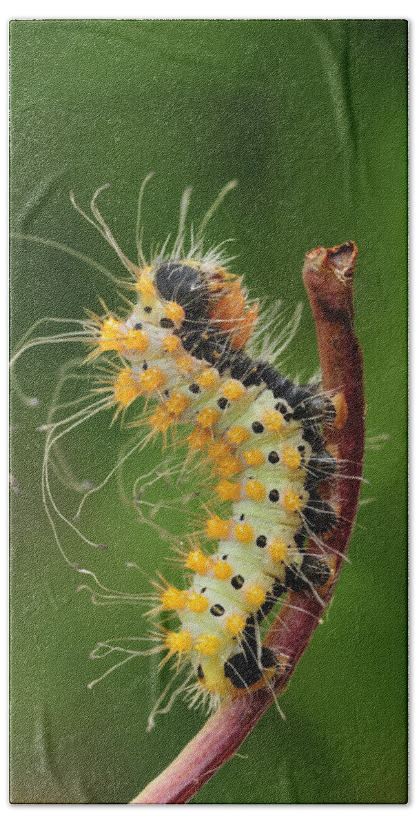 525070 Beach Towel featuring the photograph Giant Peacock Moth Caterpillar by Thomas Marent