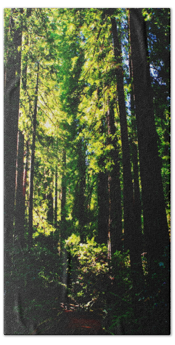 Usa Beach Towel featuring the photograph Giant Redwood Forest by Aidan Moran