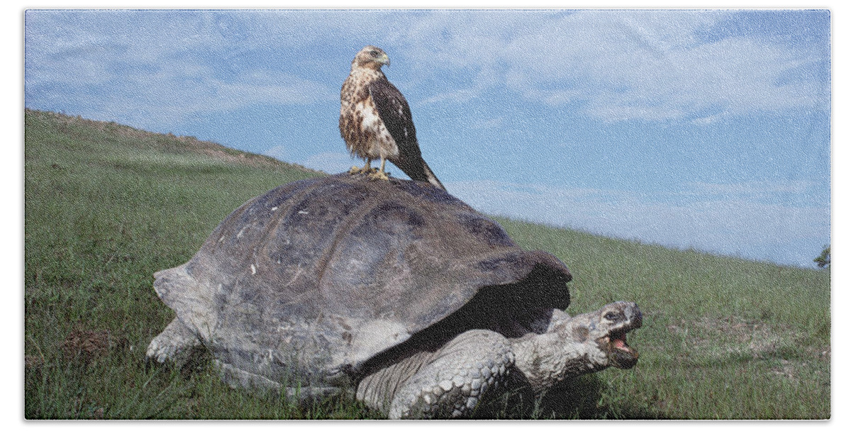 00140050 Beach Towel featuring the photograph Giant Tortoise and Galapagos Hawk by Tui De Roy