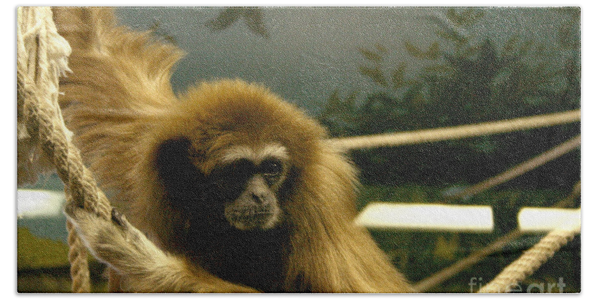 Primate Beach Towel featuring the photograph Gibbon Looking Intently by Mary Mikawoz