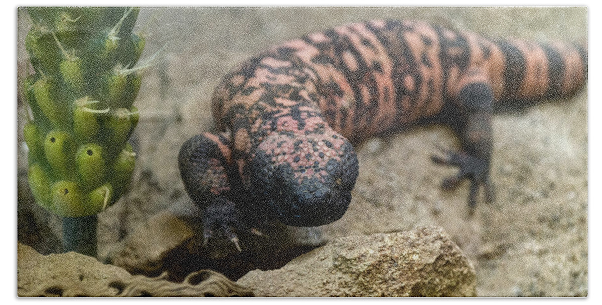 Nature Beach Towel featuring the photograph Gila Monster by Mark Newman