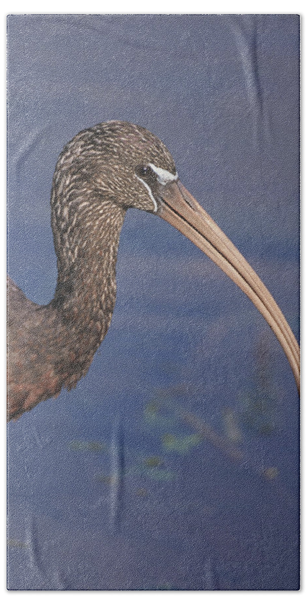 Ibis Beach Towel featuring the photograph Glossy Ibis Headshot by John Harmon