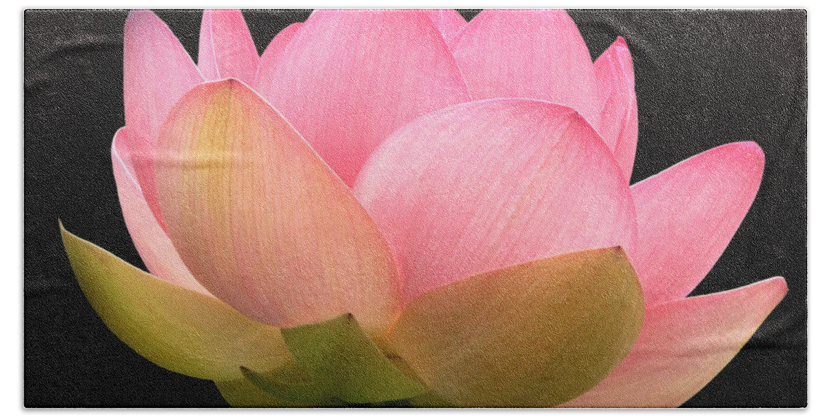 Glowing Pink Lotus Flower Beach Towel featuring the photograph Glowing Lotus Square Frame by Byron Varvarigos