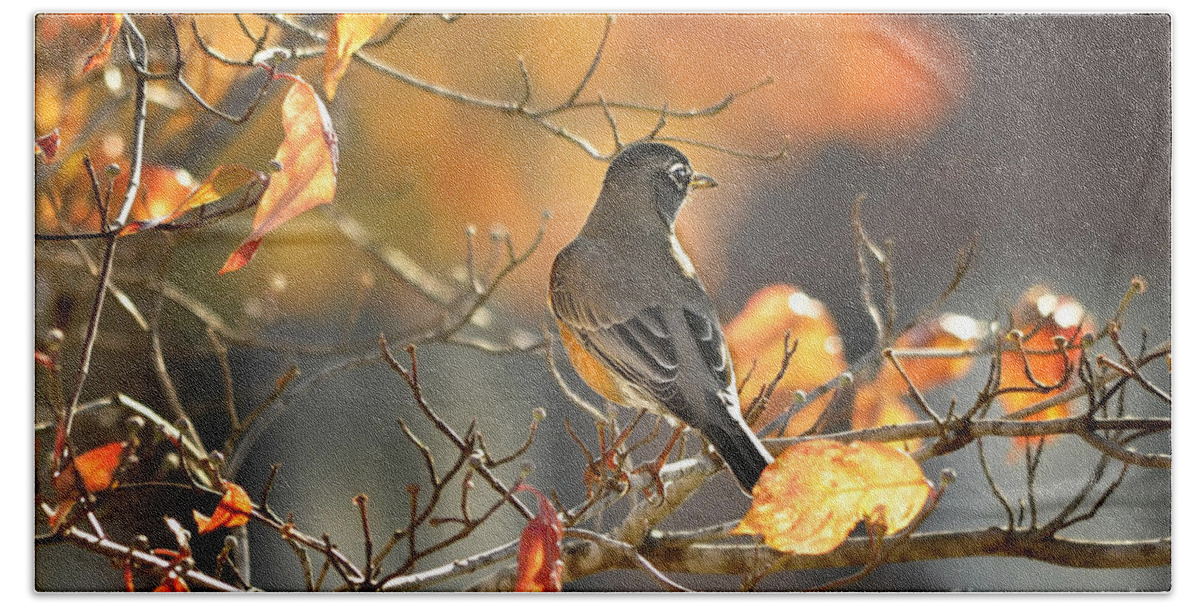 Nature Beach Towel featuring the photograph Glowing Robin 2 by Nava Thompson