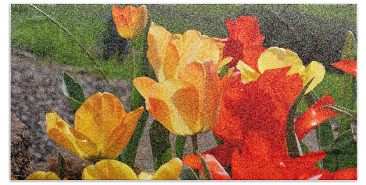 Red Beach Towel featuring the photograph Glowing Sunlit Tulips art Prints Red Yellow Orange by Patti Baslee