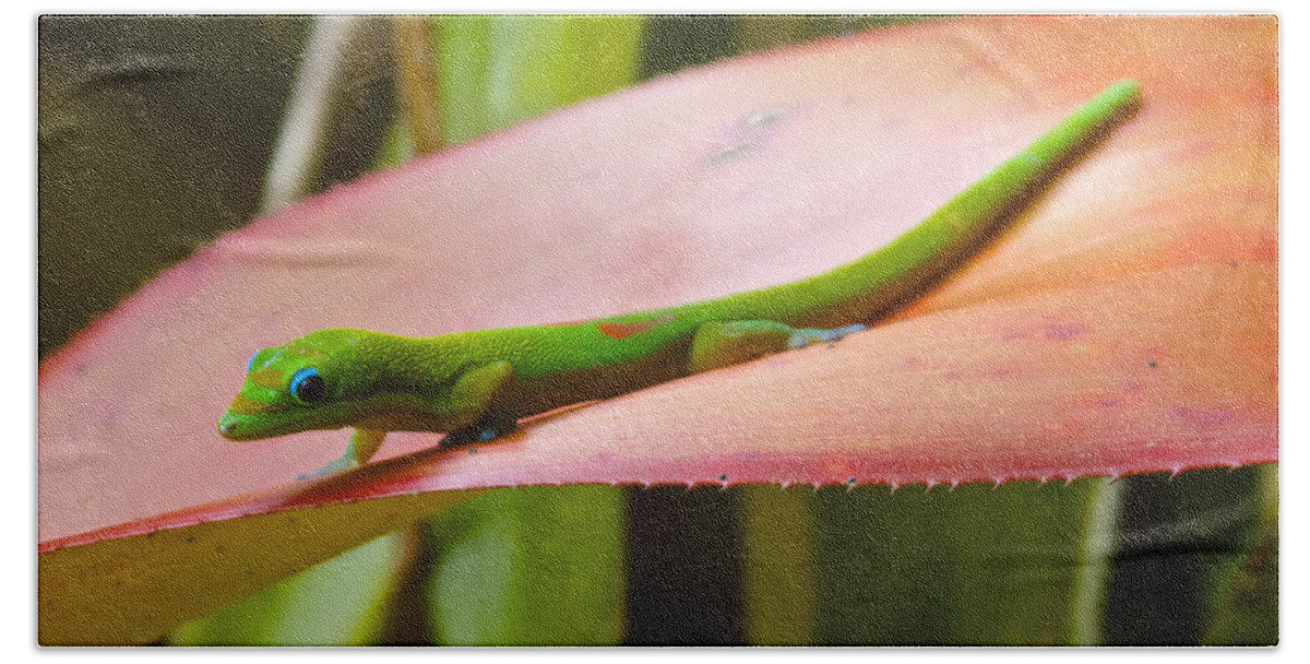 Phelsuma Laticauda Beach Sheet featuring the photograph Gold Dust Day Gecko #2 by Venetia Featherstone-Witty