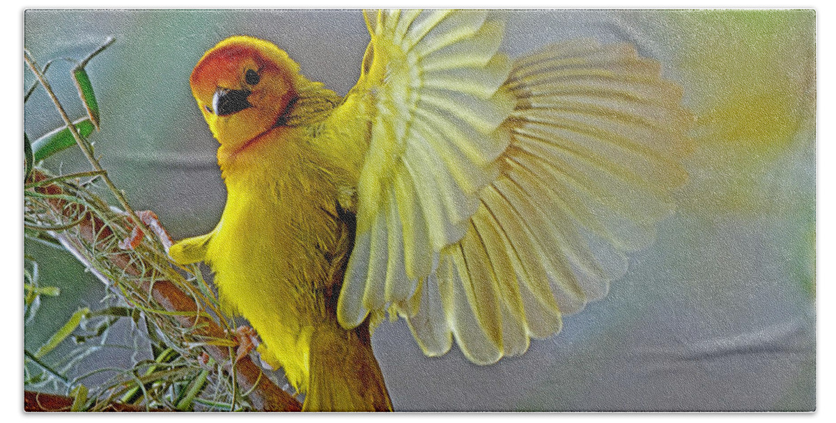 Taveta Golden Weaver Beach Towel featuring the photograph Golden Angel by Rodney Campbell