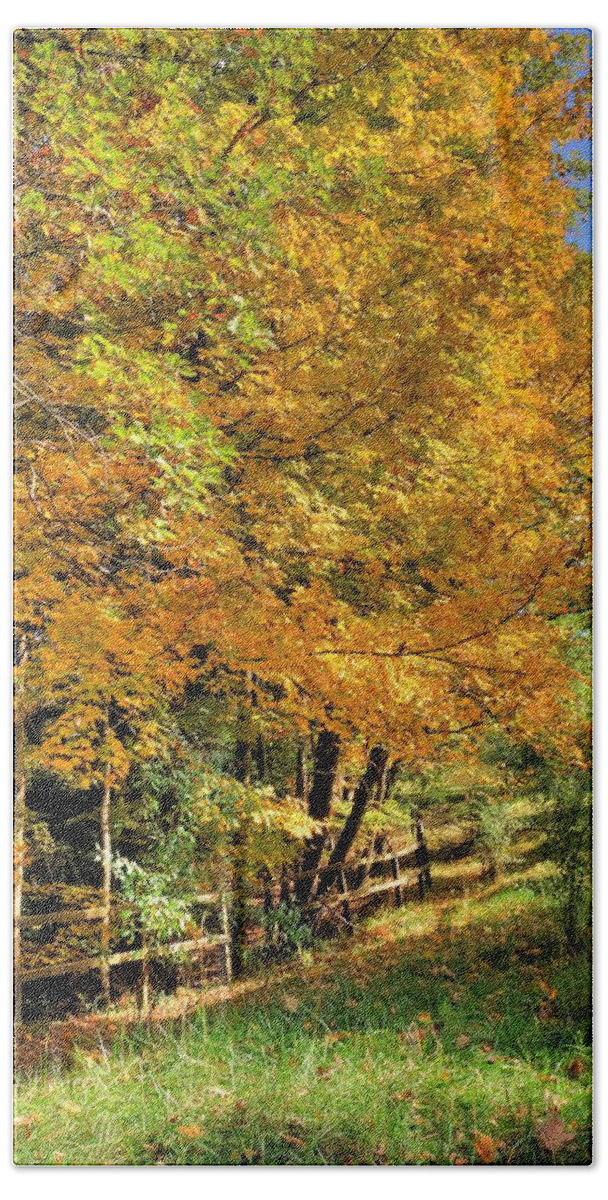 6447 Beach Towel featuring the photograph Golden Fenceline by Gordon Elwell
