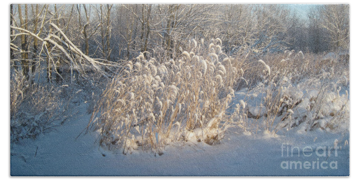 Foxtail Grass Beach Sheet featuring the photograph Golden Grass in Winter Sun with Snow by Conni Schaftenaar