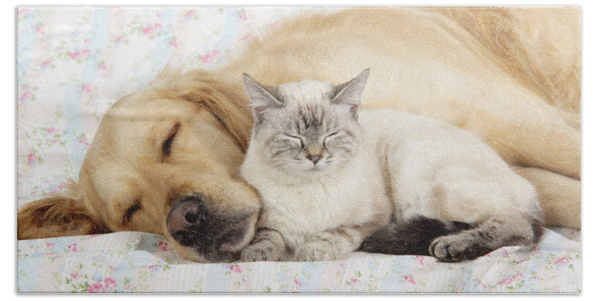 Dog Beach Towel featuring the photograph Golden Retriever And Cat by John Daniels