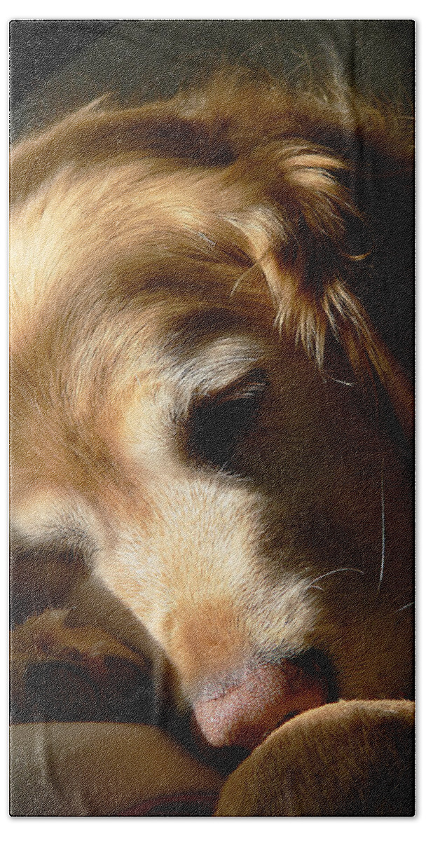 Golden Retriever Beach Sheet featuring the photograph Golden Retriever Dog Sleeping in the Morning Light by Jennie Marie Schell